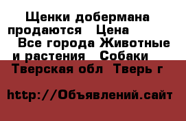 Щенки добермана  продаются › Цена ­ 45 000 - Все города Животные и растения » Собаки   . Тверская обл.,Тверь г.